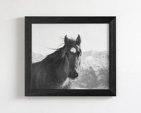 Snow Mountain Horse