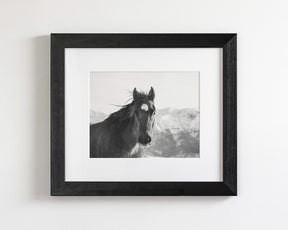 Snow Mountain Horse