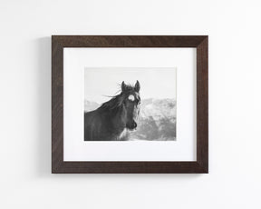 Snow Mountain Horse