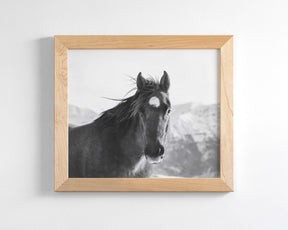 Snow Mountain Horse