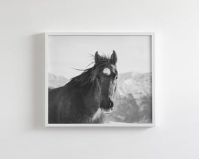 Snow Mountain Horse