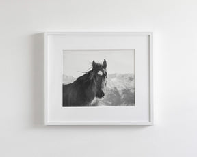 Snow Mountain Horse