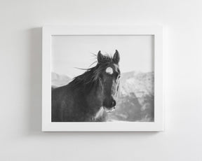 Snow Mountain Horse