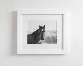 Snow Mountain Horse