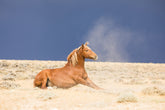 Sorrel in the Dust