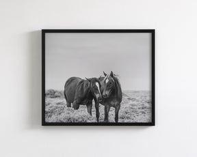 Comfort - Black and White Wild Horses