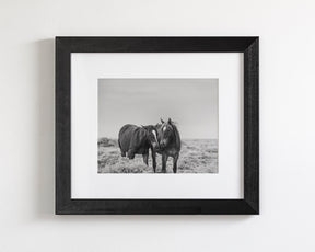 Comfort - Black and White Wild Horses