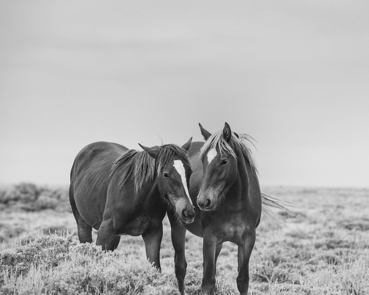 Comfort - Black and White Wild Horses