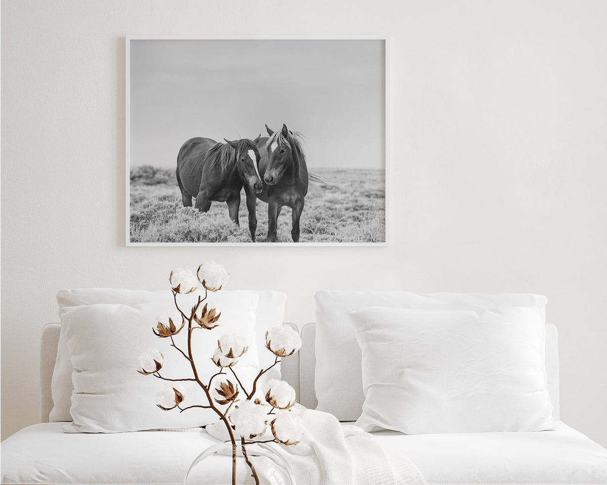 Comfort - Black and White Wild Horses