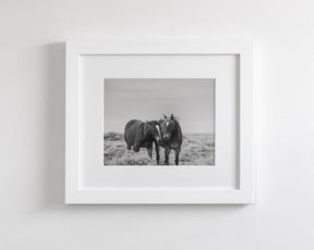 Comfort - Black and White Wild Horses