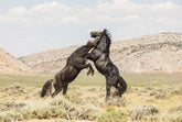 Black Stallion Battle- Wild Horses