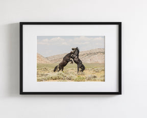 Black Stallion Battle- Wild Horses