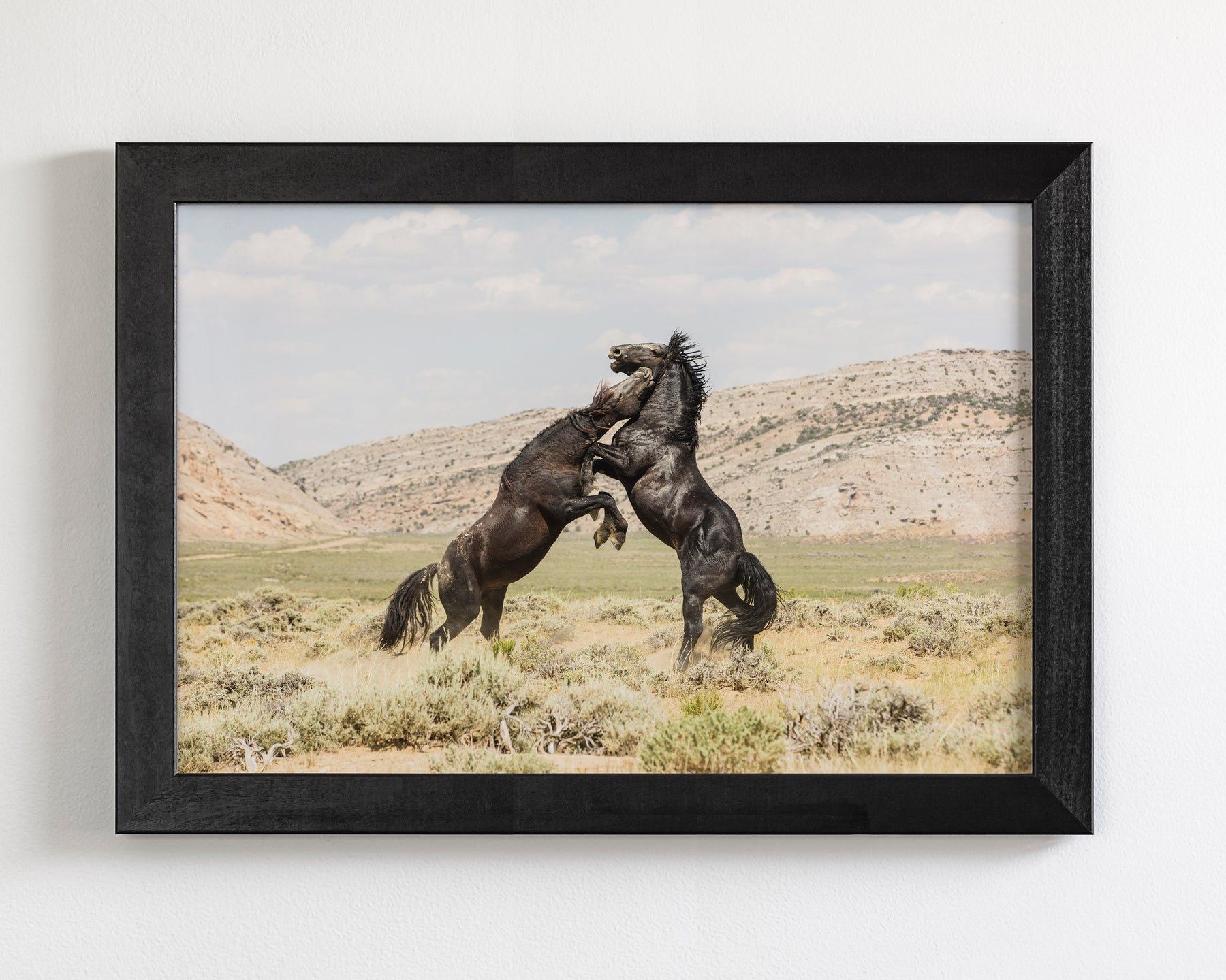 Black Stallion Battle- Wild Horses