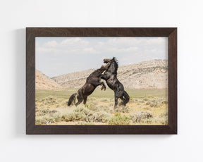 Black Stallion Battle- Wild Horses