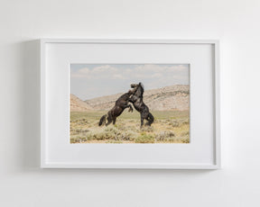 Black Stallion Battle- Wild Horses