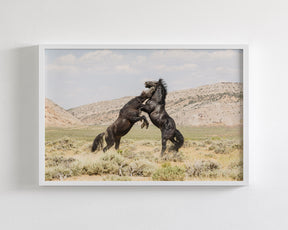 Black Stallion Battle- Wild Horses