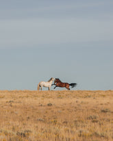 Stallion Challenge