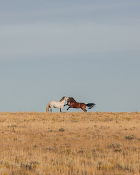 Stallion Challenge