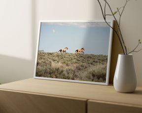 Chase- Wild Mustangs