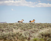 Chase- Wild Mustangs