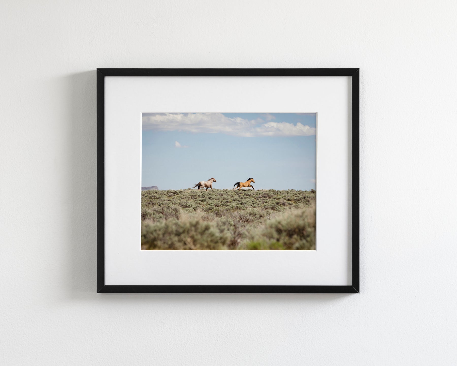 Chase- Wild Mustangs