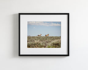 Chase- Wild Mustangs