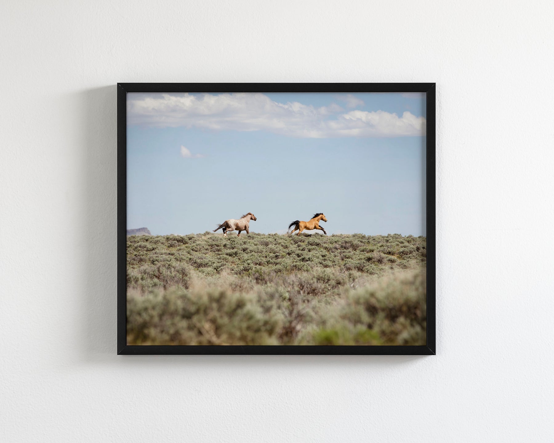 Chase- Wild Mustangs