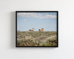 Chase- Wild Mustangs