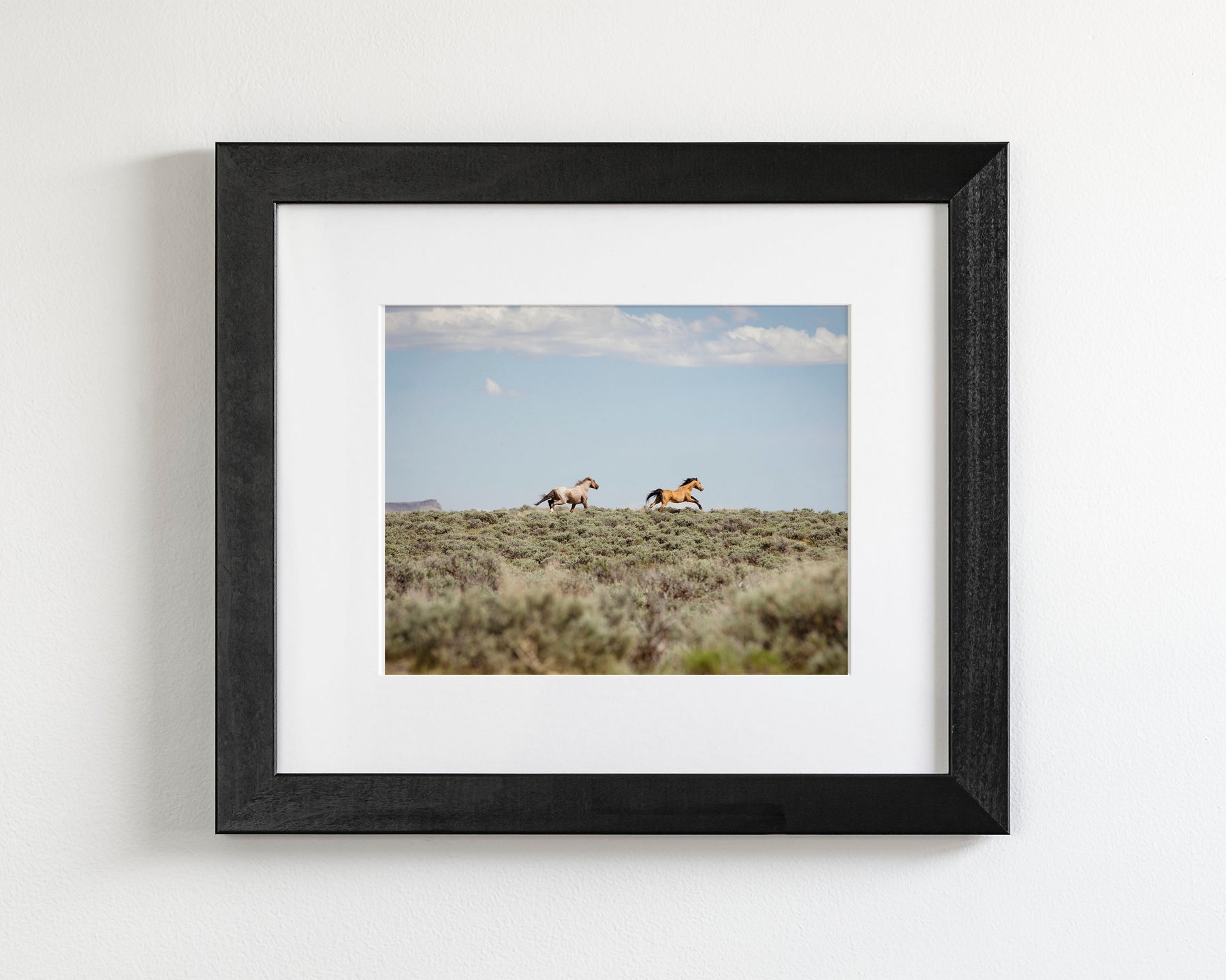 Chase- Wild Mustangs