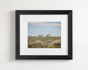 Chase- Wild Mustangs