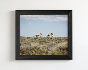 Chase- Wild Mustangs