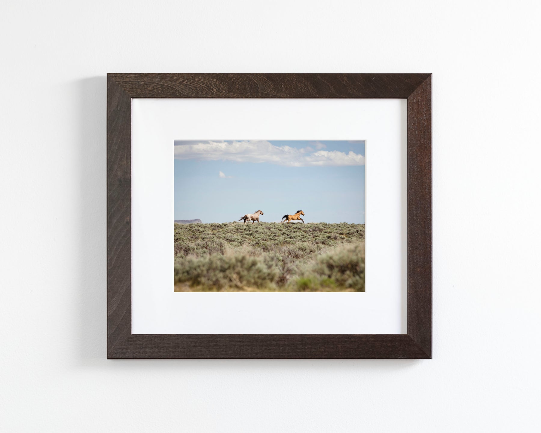 Chase- Wild Mustangs