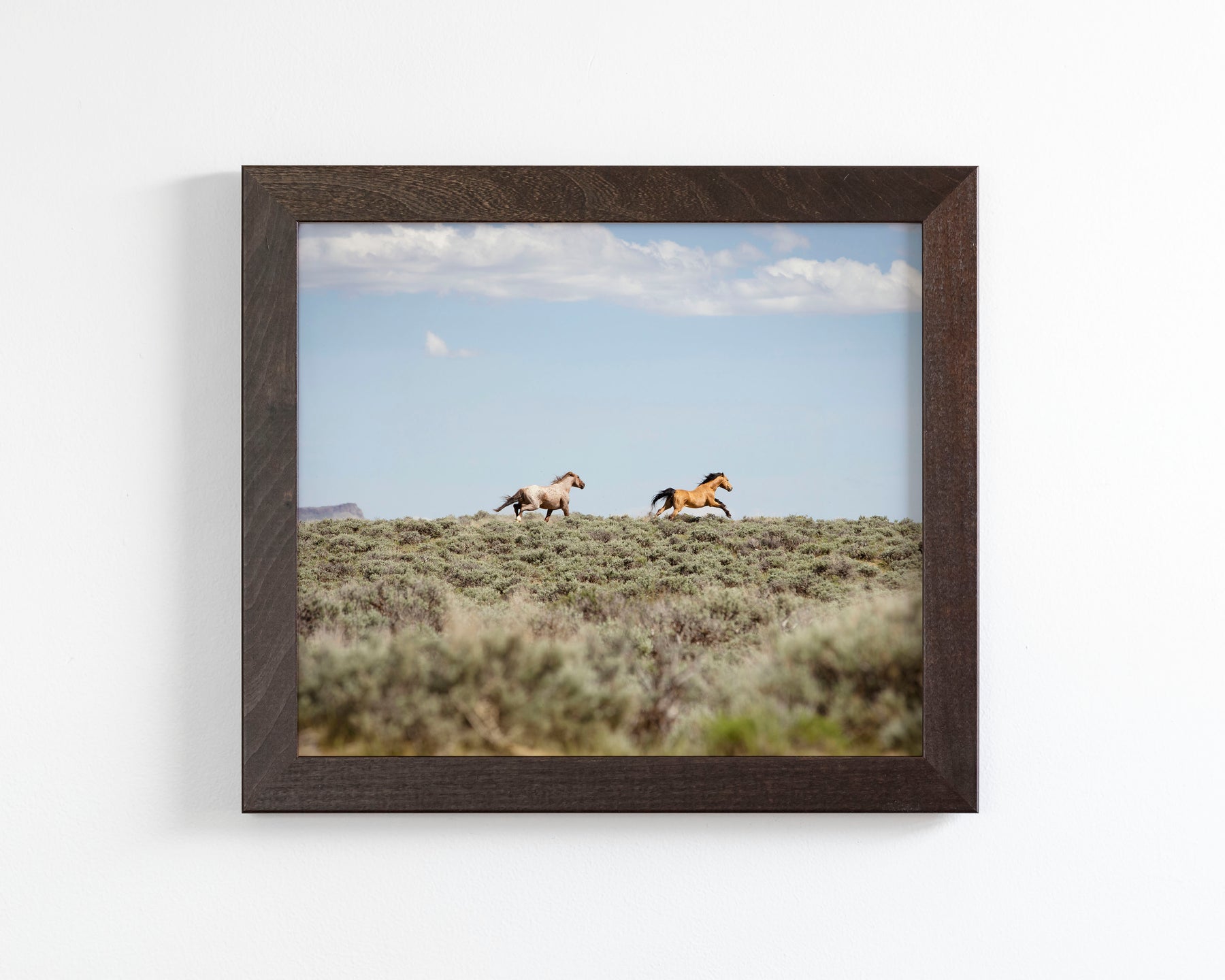 Chase- Wild Mustangs