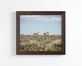 Chase- Wild Mustangs