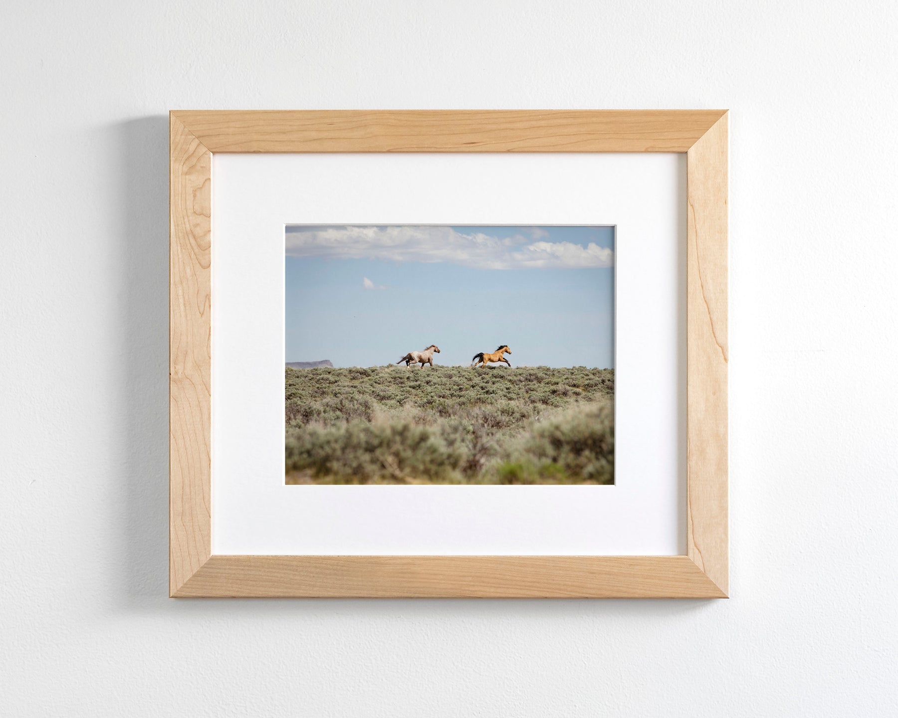 Chase- Wild Mustangs