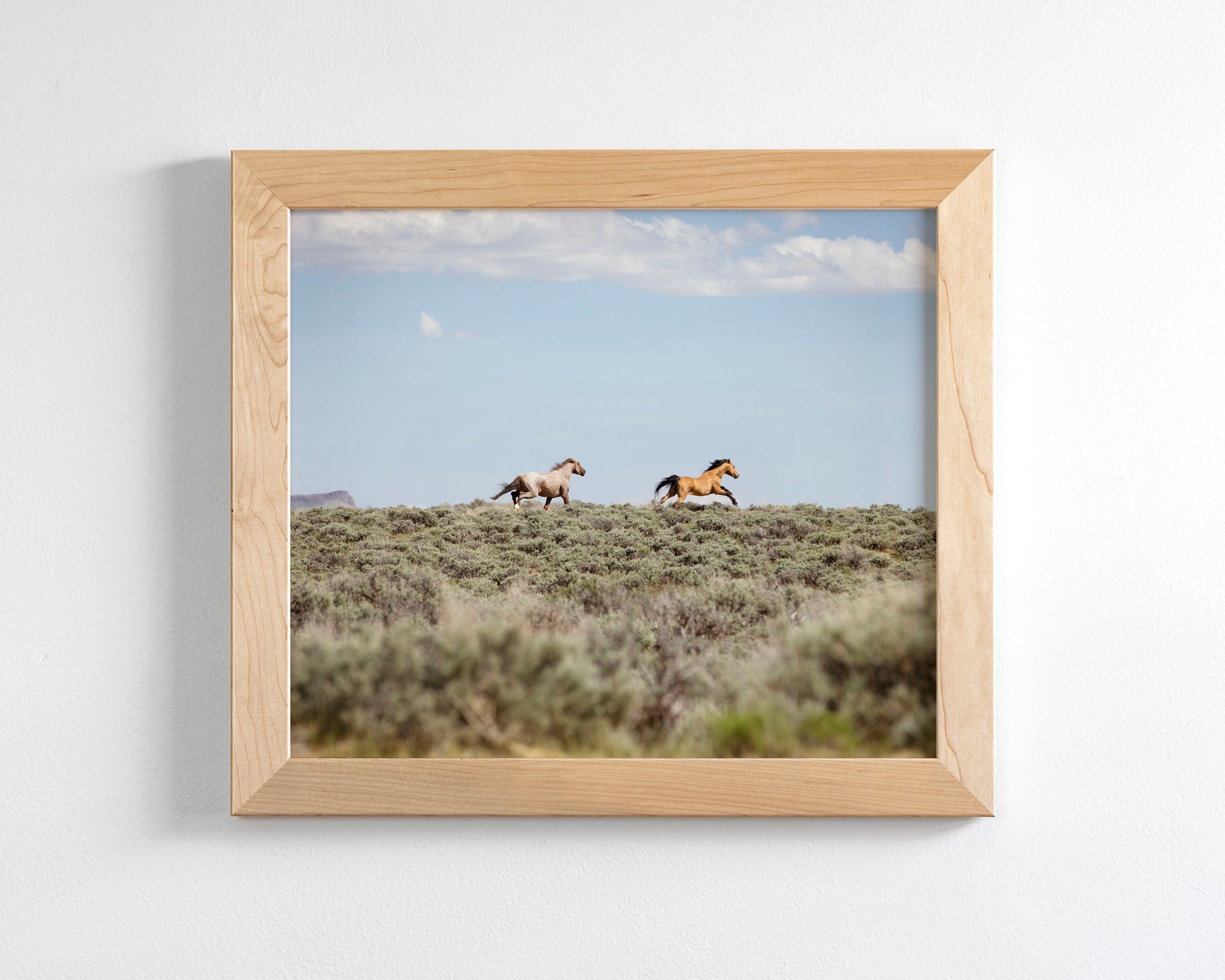 Chase- Wild Mustangs