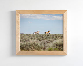 Chase- Wild Mustangs