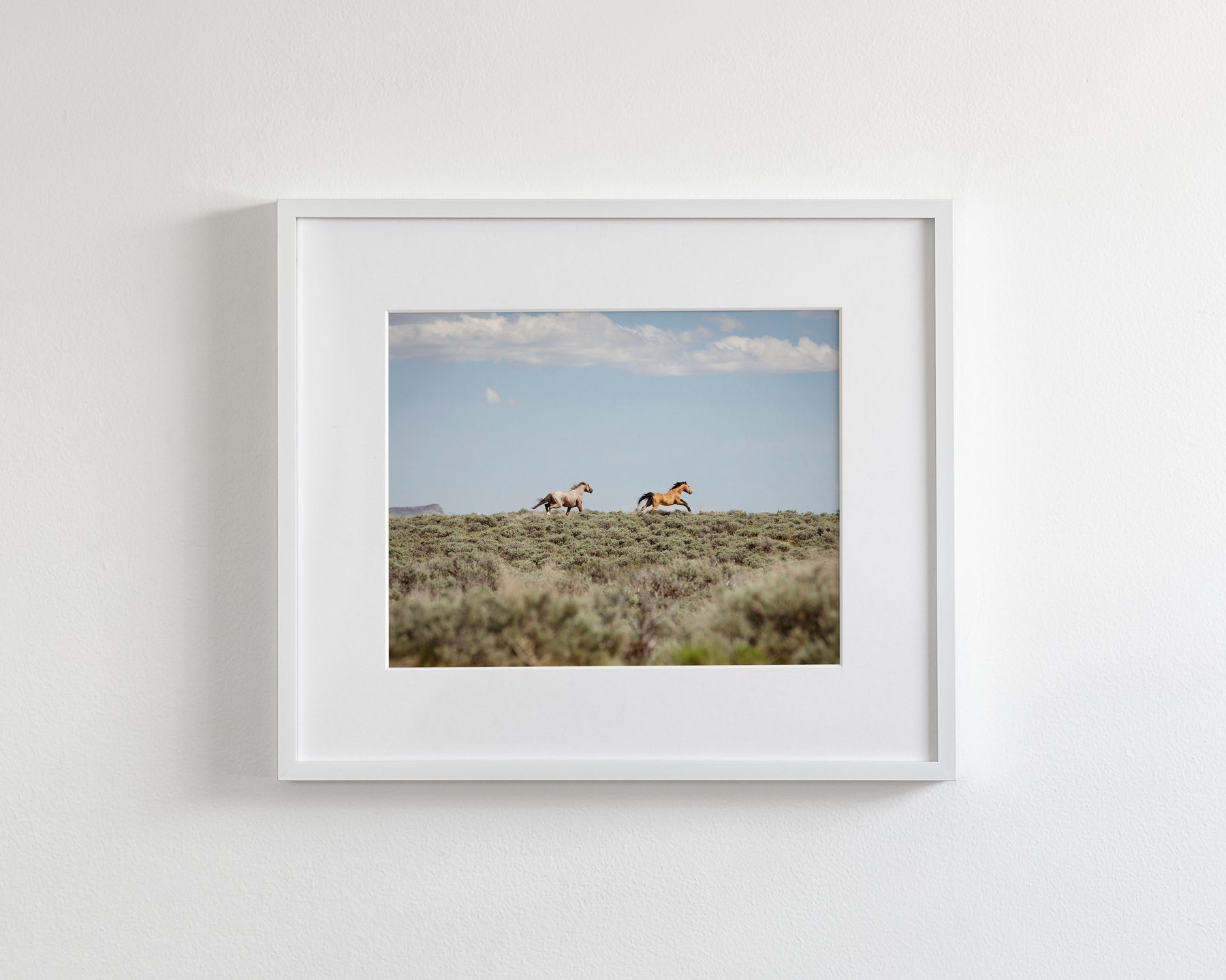 Chase- Wild Mustangs
