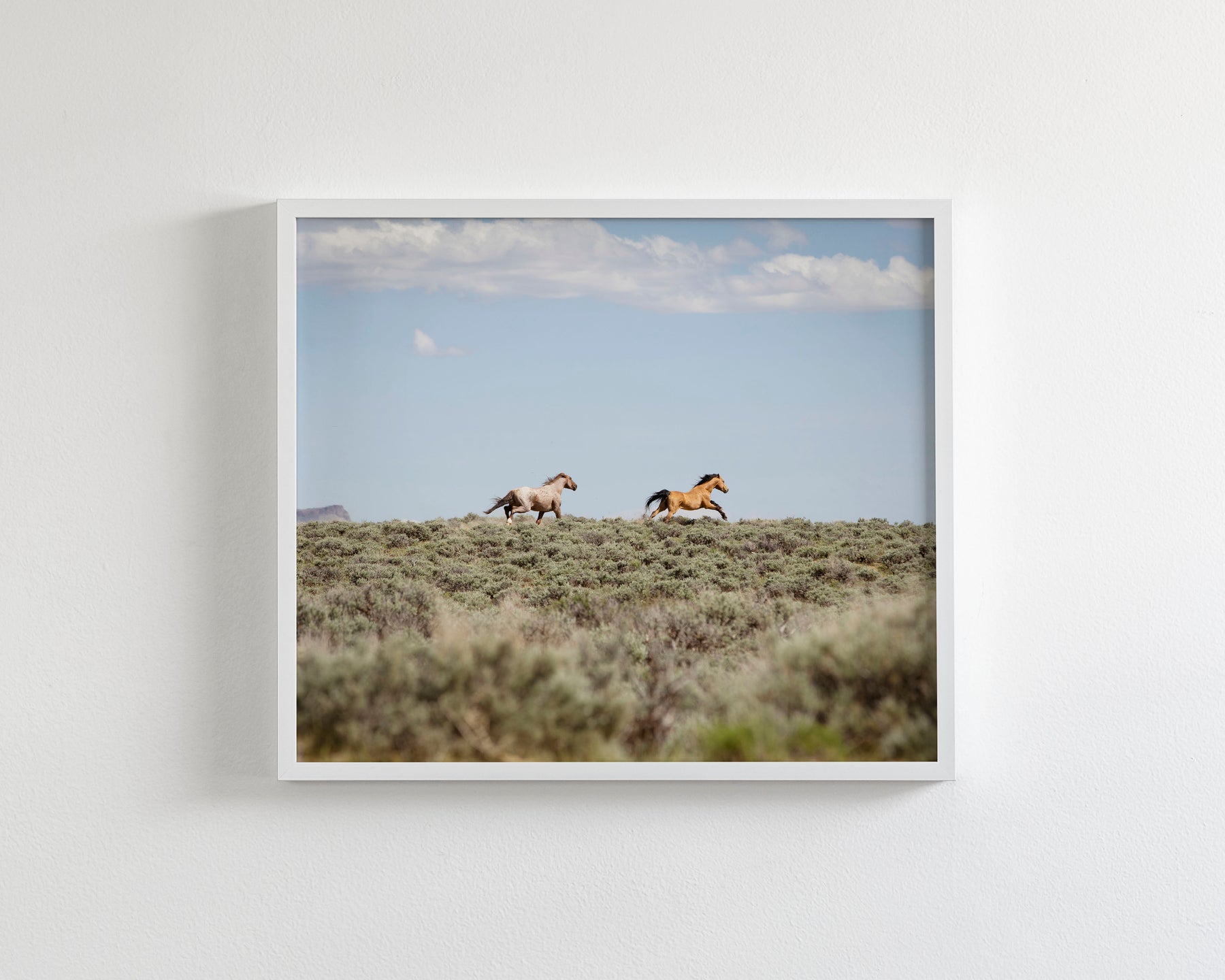 Chase- Wild Mustangs
