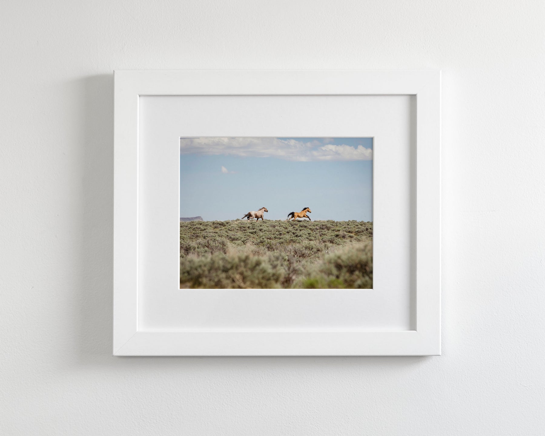 Chase- Wild Mustangs
