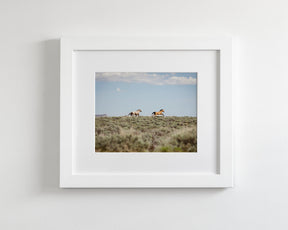 Chase- Wild Mustangs