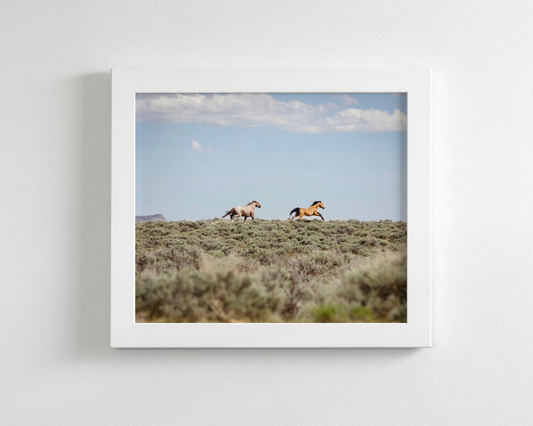 Chase- Wild Mustangs
