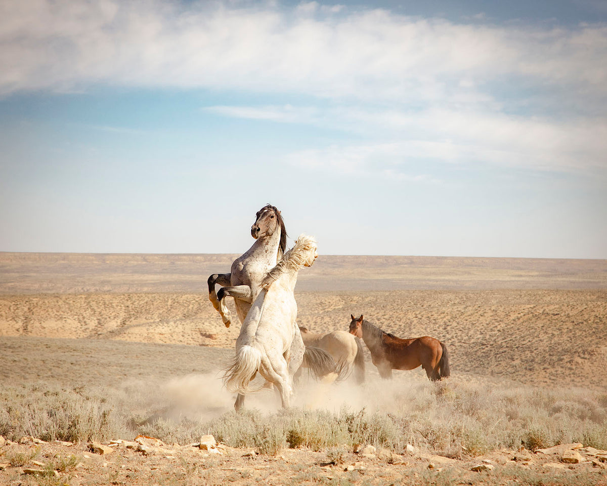 Stallion Dance