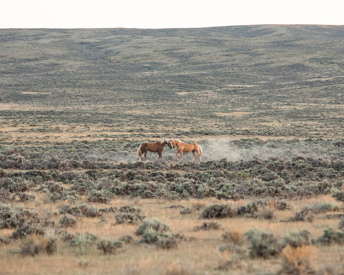 Stallion Face Off