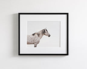 Courage- Wild Stallion Color Photograph