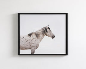 Courage- Wild Stallion Color Photograph