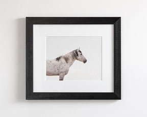 Courage- Wild Stallion Color Photograph
