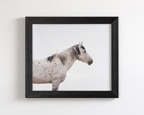 Courage- Wild Stallion Color Photograph