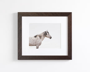 Courage- Wild Stallion Color Photograph