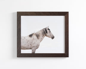 Courage- Wild Stallion Color Photograph